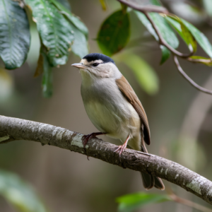 How to Attract Birds to Your Feeder