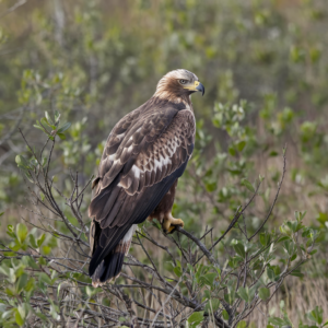 What Birds Are in the Savanna?