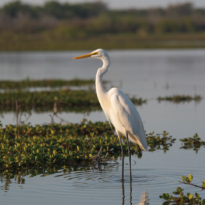 White Birds