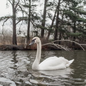 White Birds