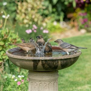 Bird Bath