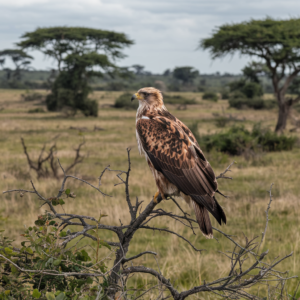 What Birds Are in the Savanna?