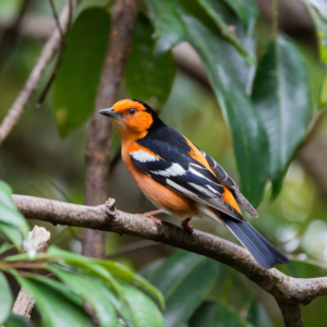 A photo of a vibrant orange and black bird with black and white striped wings. 