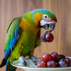 can parrots have grapes	