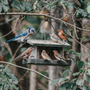 bird feeder