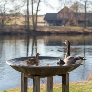 Warming Bird Baths