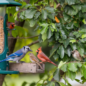 How to Attract Birds to Your Feeder