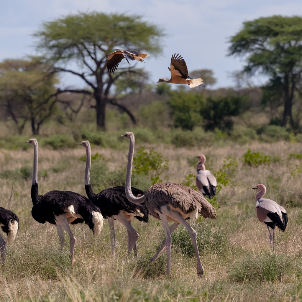 What Birds Are in the Savanna?