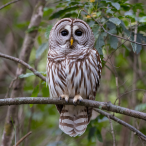 Barred Owl (Strix varia) The Barred Owl is one of Arkansas's most vocal owls,