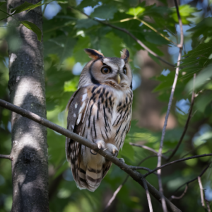 Owls in Arkansas