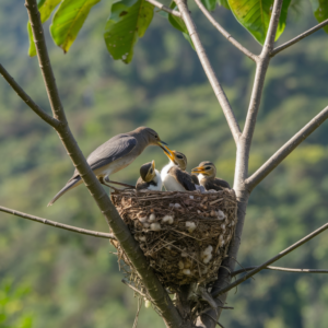 What to Feed a Baby Bird