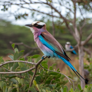 What Birds Are in the Savanna?