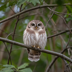 A photo of a Northern Saw-whet Owl (Aegolius acadicus) perched on a tree branch. 