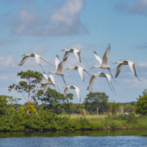 White Birds