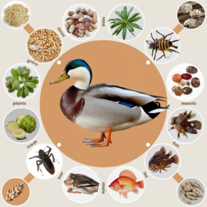 A detailed infographic showing the typical diet of ducks, including grains, plants, insects, and fish, with images of each food type.