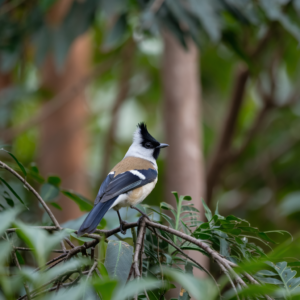 A photo of a Crested Tit (Lophophanes cristatus) perched on a branch. 