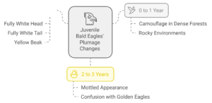 Juvenile Bald Eagles
